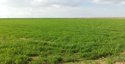 Yağışla Birlikte Ekinler Kısa Sürede Boy Verdi