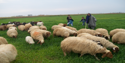 Yağışlar Besicilerin Yüzünü Güldürdü