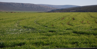 Yağışlar, Hububat Üreticisine Rahat Bir Nefes Aldırdı