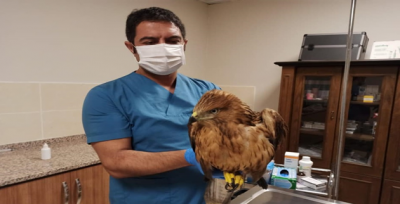 Yaralı halde bulundu kızıl şahin tedavi altına alındı