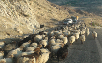 Yayla dönüşleri başladı