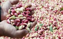 Yeni mahsul tezgahlarda yerine aldı