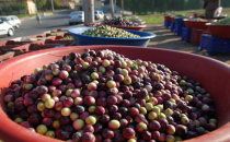 Yeni mahsul zeytinler pazara çıktı