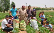 Yeşil fasulye tezgaha indi