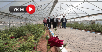 Yeşil Gül Üretimi İçin Çalışmalara Başlandı