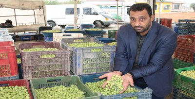 Yeşil Zeytin, Tezgahlardaki Yerini Aldı
