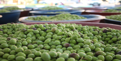 Yeşil zeytin Urfa sofralarında