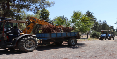 Yeşildirek Kentsel Dönüşüm Projesi İçin Bölgedeki Ağaçlar Naklediliyor