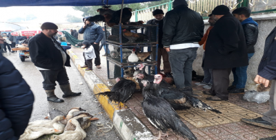 Yılbaşı Yoğunluğu Hindi Satışlarına Yaramadı