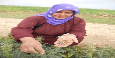 Yöre Kadınları Topluyor