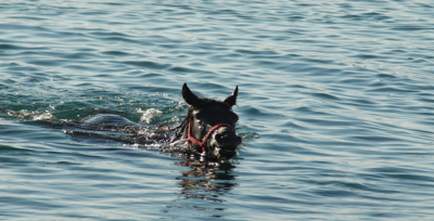 Yük Taşımacılıkta Kullanılan Atlar Fırat'ta Serinliyor