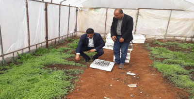 Zahter Urfa'da yetiştirilecek