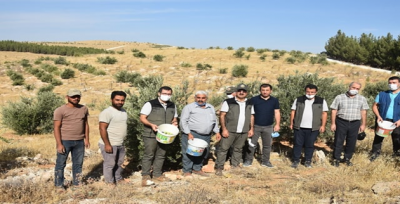 Zeytin hasadı başladı